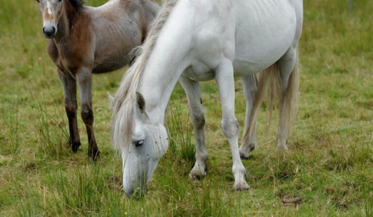Droom merrie • droom betekenis merrie • droom uitleg op dromen.site