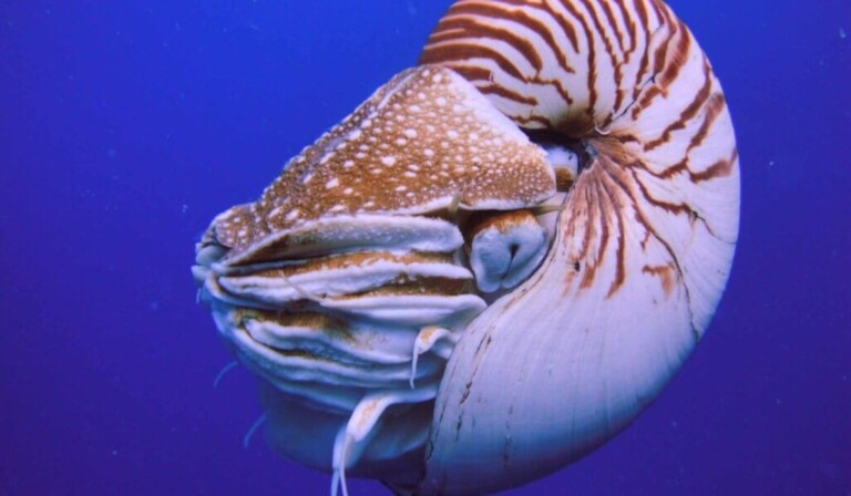 nautilus
