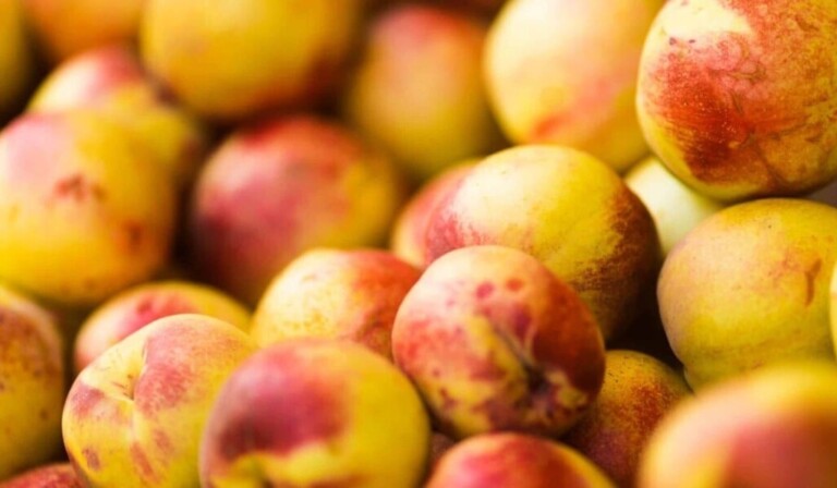 nectarine