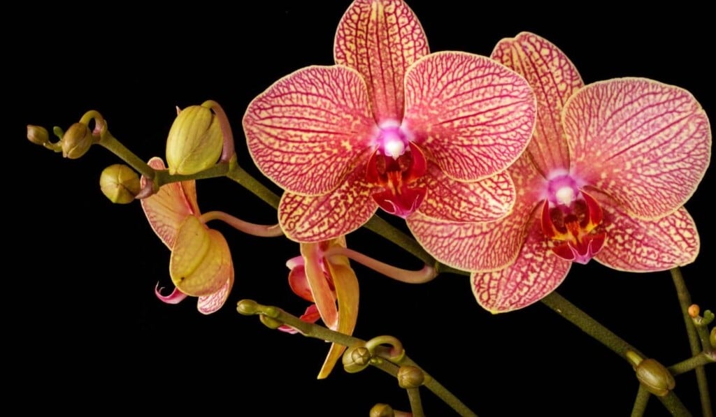 Droom orchidee • droom betekenis orchidee • droom uitleg op dromen.site