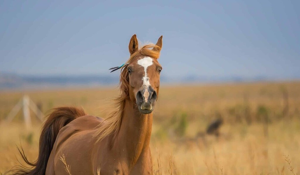 Droom paardenhandelaar • droom betekenis paardenhandelaar • droom uitleg op dromen.site