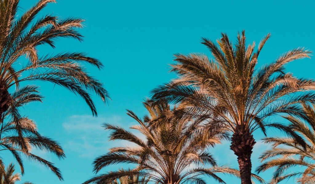 Droom palm of palmboom • droom betekenis palm of palmboom • droom uitleg op dromen.site
