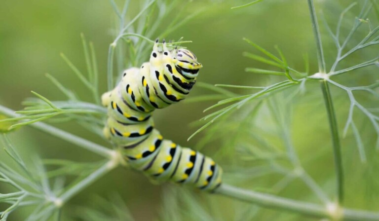 Droom rups • droom betekenis rups • droom uitleg op dromen.site