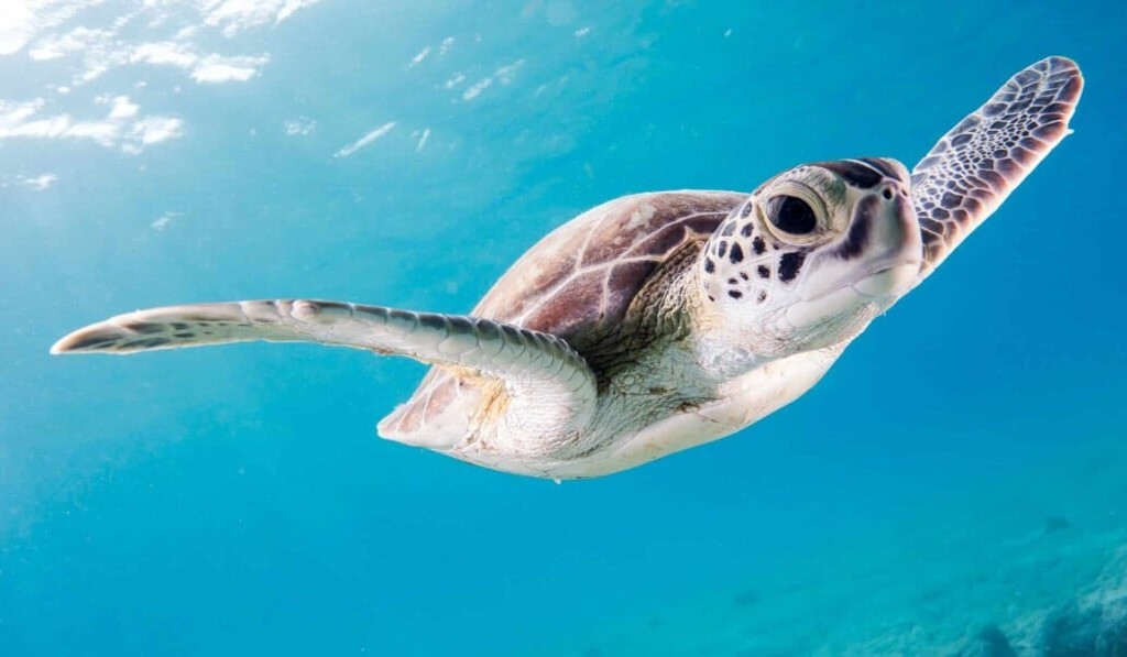 Droom schildpad • droom betekenis schildpad • droom uitleg op dromen.site