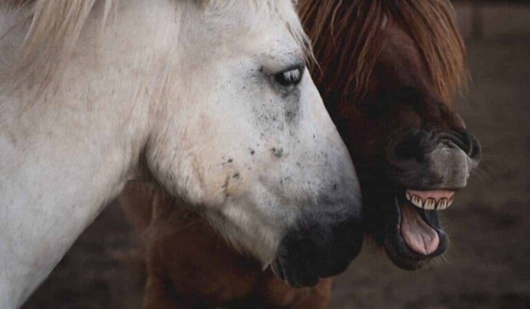 Droom tandvlees • droom betekenis tandvlees • droom uitleg op dromen.site