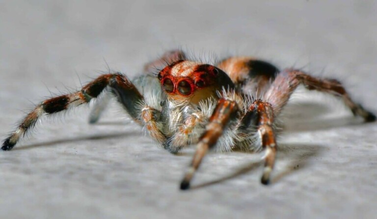 Droom tarantula • droom betekenis tarantula • droom uitleg op dromen.site