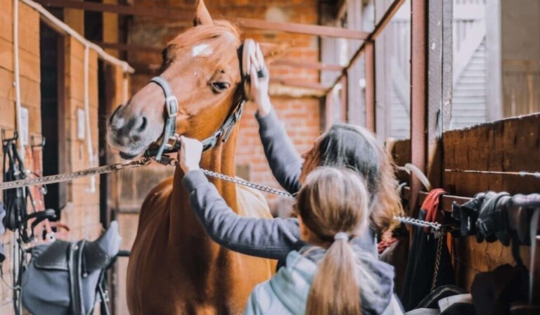 Droom verzorgen van een paard • droom betekenis verzorgen van een paard • droom uitleg op dromen.site
