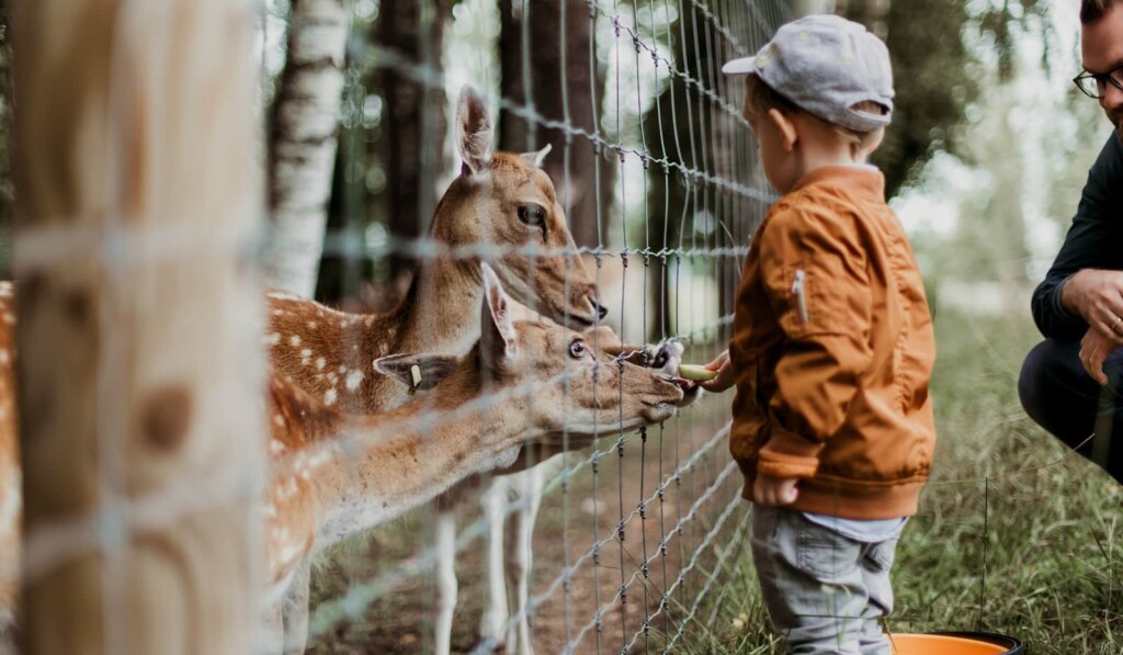 Feeding