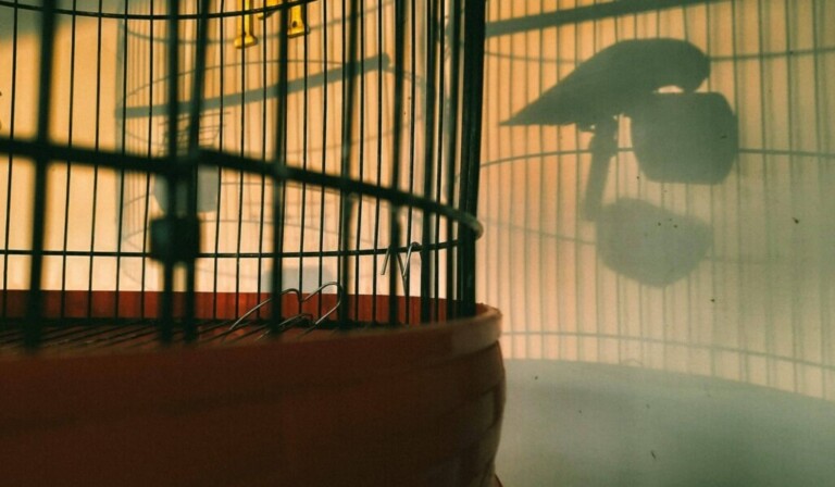Droom vogelkooi • droom betekenis vogelkooi • droom uitleg op dromen.site