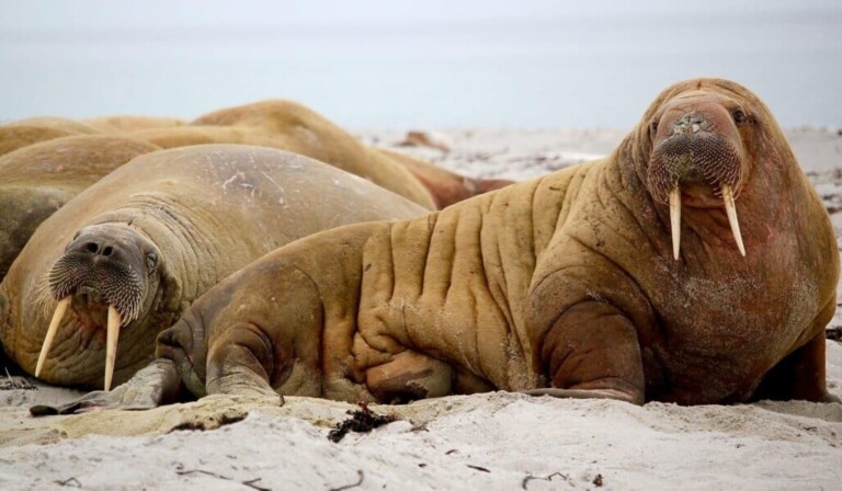 Droom walrus • droom betekenis walrus • droom uitleg op dromen.site