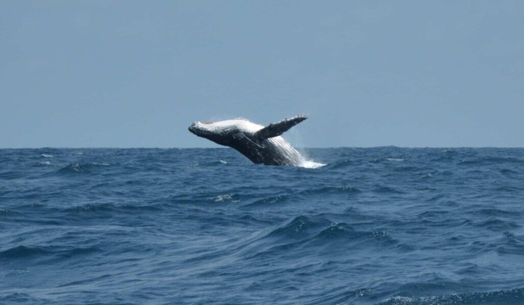 Droom walvis • droom betekenis walvis • droom uitleg op dromen.site