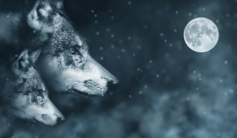 Droom weerwolf • droom betekenis weerwolf • droom uitleg op dromen.site