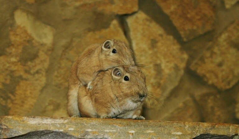Droom woestijnrat of gerbil • droom betekenis woestijnrat of gerbil • droom uitleg op dromen.site