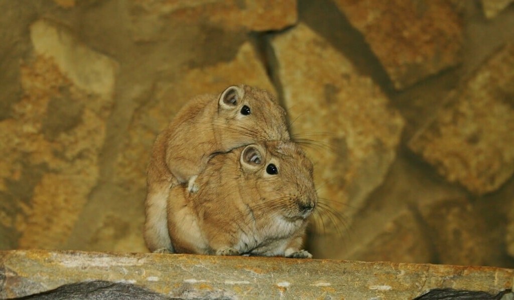 Droom woestijnrat of gerbil • droom betekenis woestijnrat of gerbil • droom uitleg op dromen.site