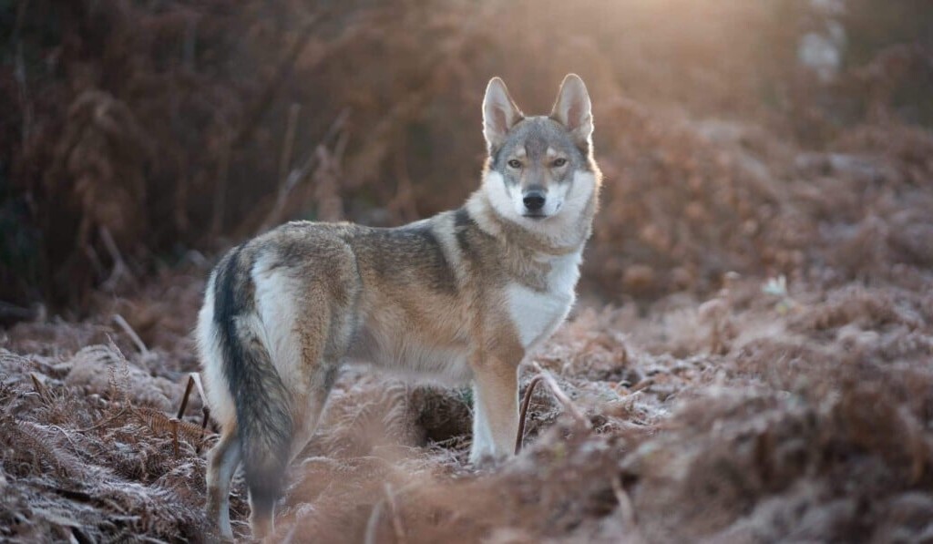 wolf