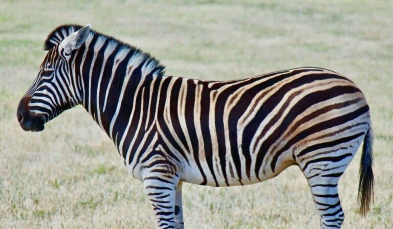 zebra