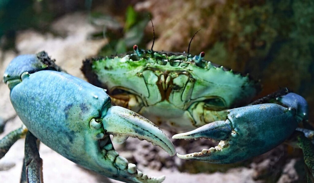 Garras sueño - sueño significado garras