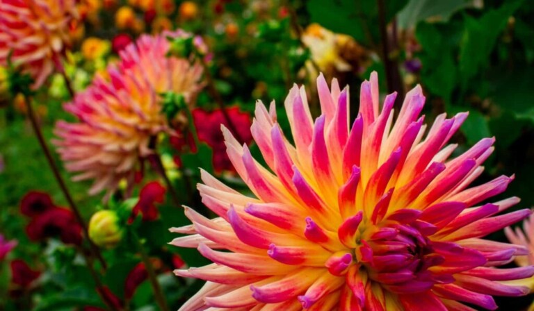 dahlia