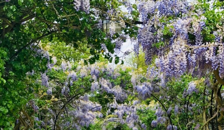 Jardín en sueños - significado de jardín en sueños