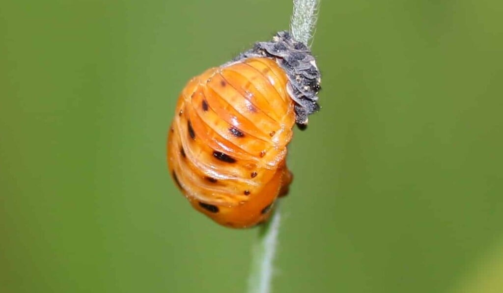Larvas sueño - sueño significado larvas