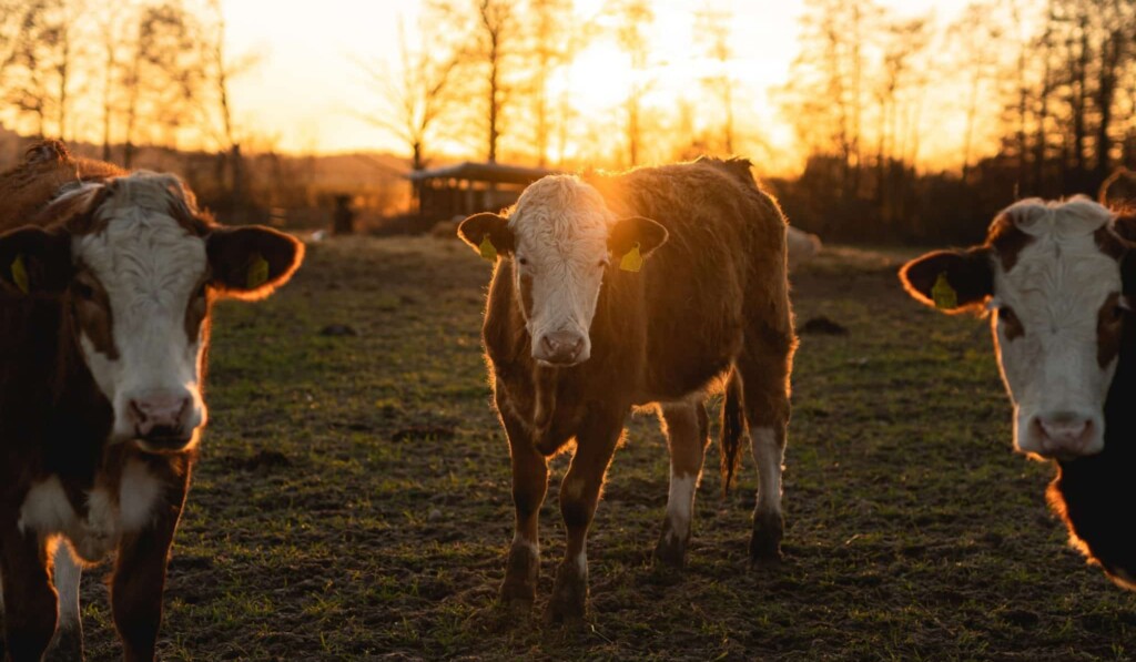mucca bianca e nera su campo di erba verde durante il giorno