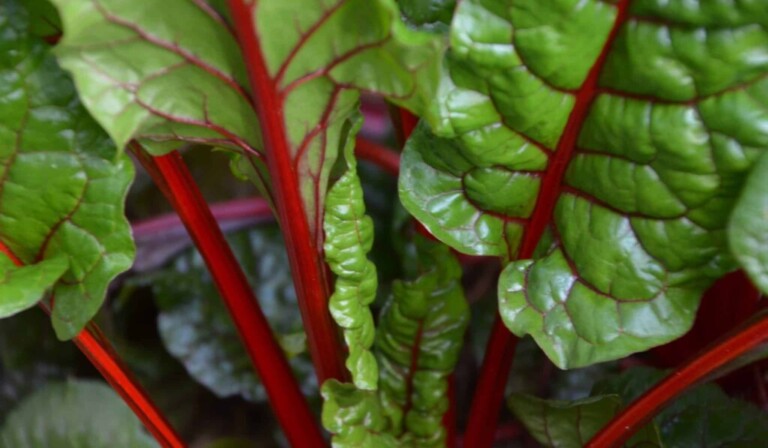 verdura a foglia verde