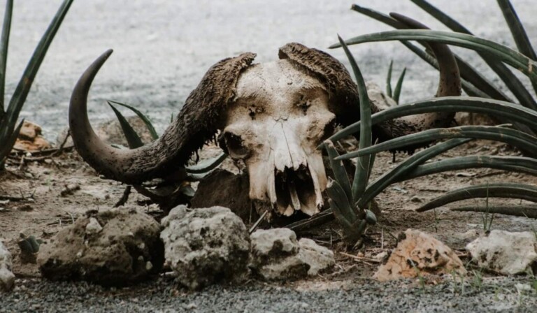 Soñar con animal muerto - significado de soñar con animal muerto
