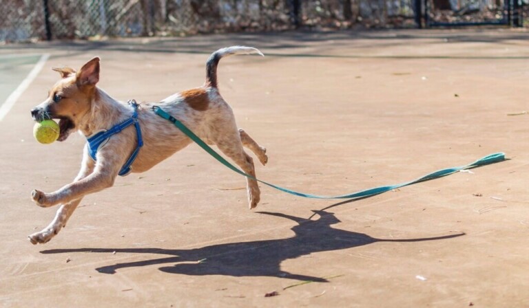 Soñar con correa o collar de perro - significado de soñar con correa o collar de perro