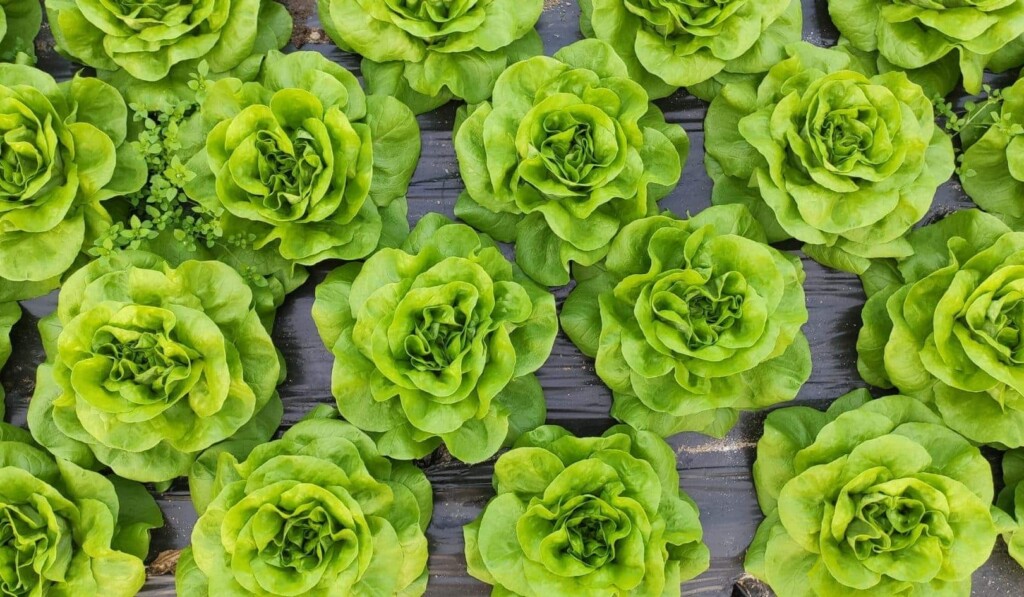 Soñar con lechuga (verdura) - significado de soñar con lechuga (verdura)