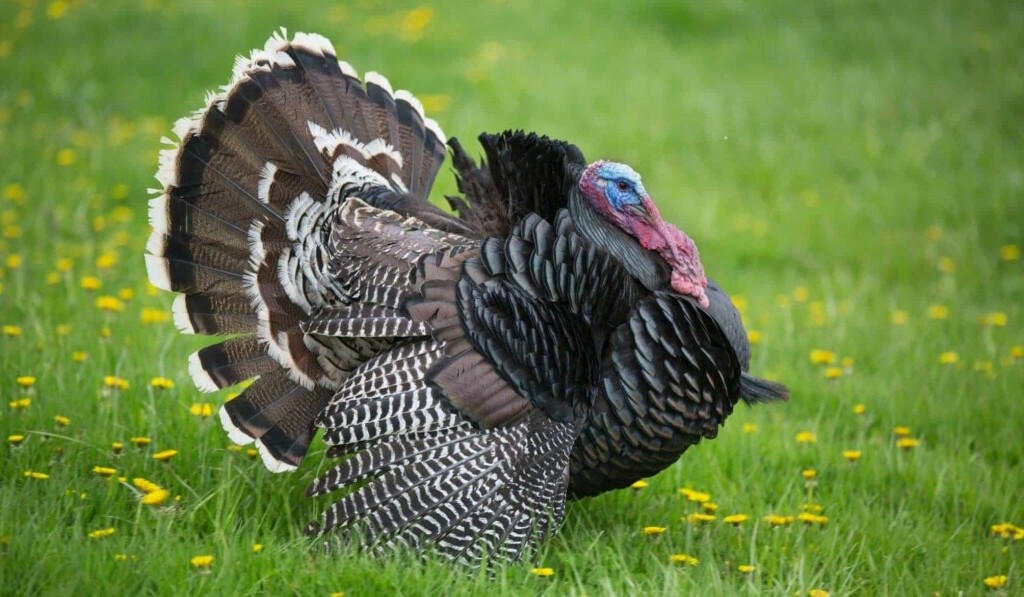 Soñar con pavo - significado de soñar con pavo