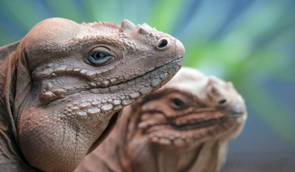 Soñar con reptiles - significado de soñar con reptiles