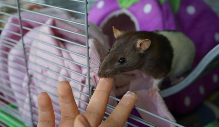 Soñar con trampa para ratas - significado de soñar con trampa para ratas