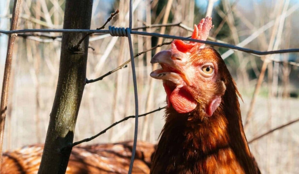 Soñar que cacarean los gallos - significado de soñar que cacarean los gallos