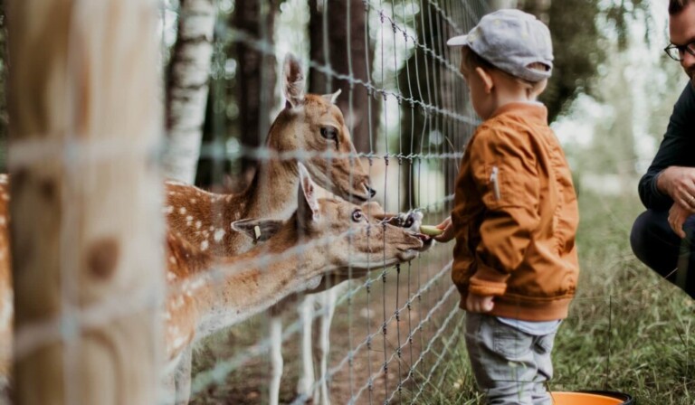 Sonha com alimentação - significado do sonho alimentação