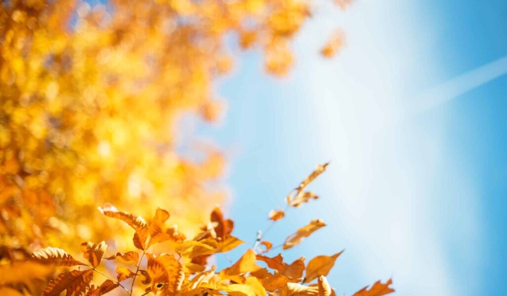 Sueño otoño - significado del sueño otoño