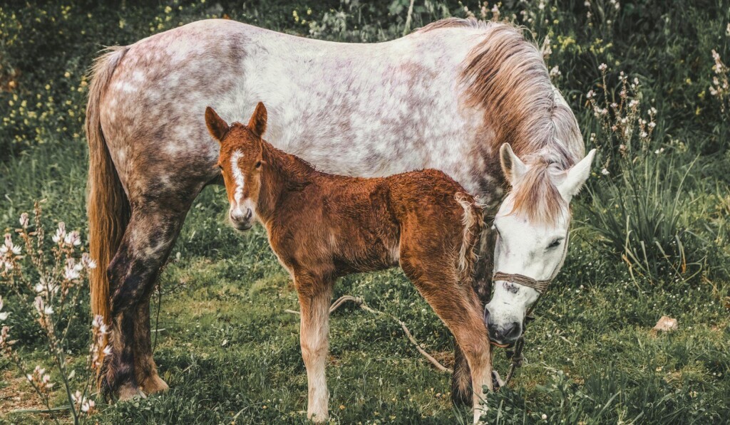 rudas ir baltas arklys ant žalios žolės lauko dienos metu