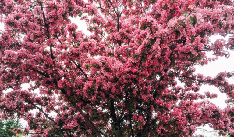 Blüte