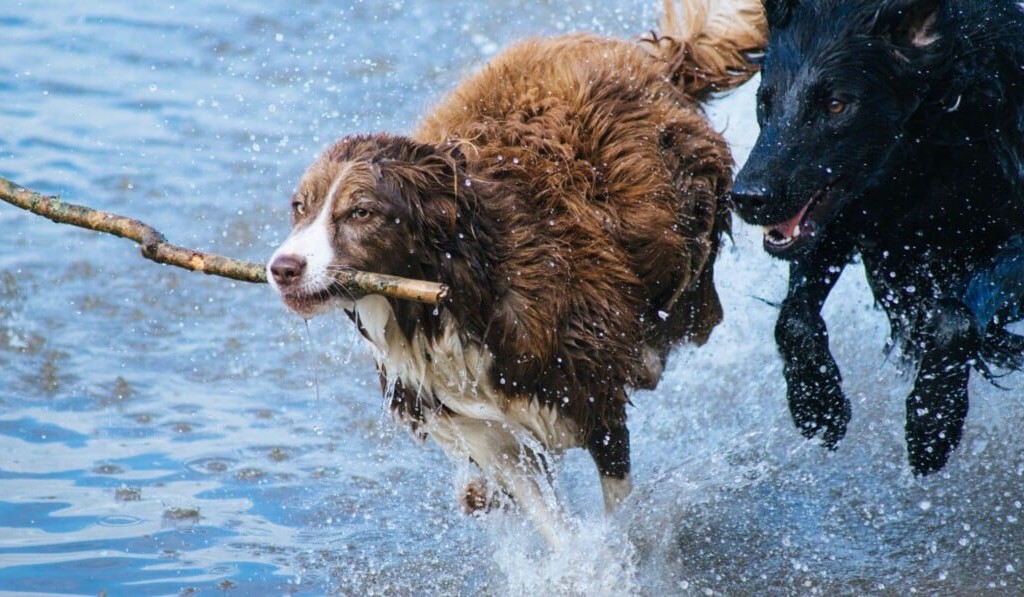 Hunde