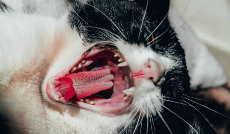 Unelma kieli - unelma merkitys kieli