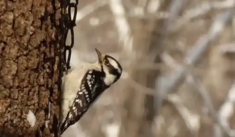 woodpecker