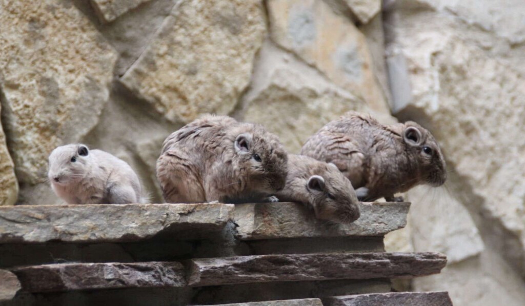 lemming