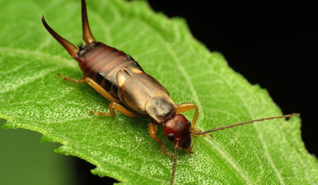 earwig