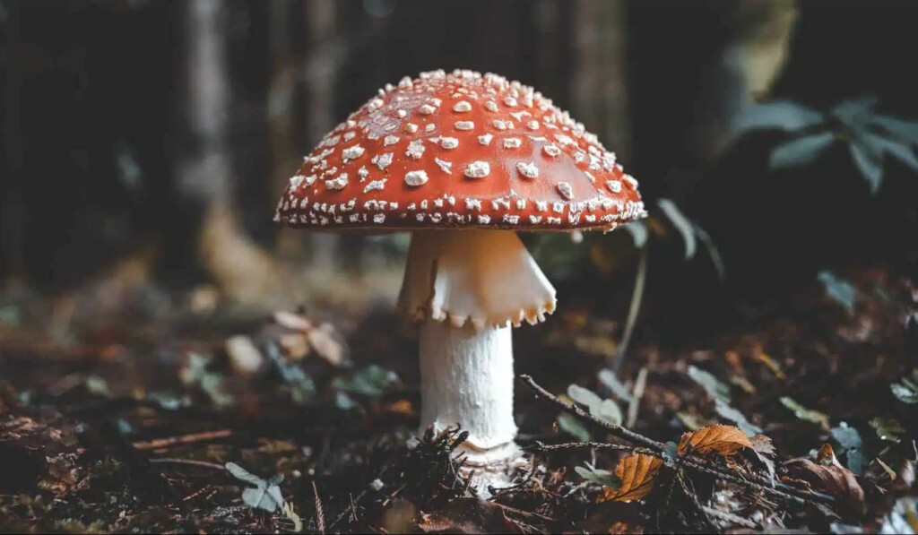 Álom gomba vagy gomba - álom jelentése gomba vagy gomba