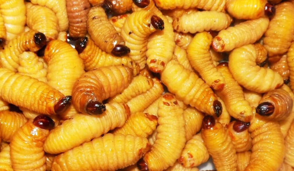 Červi ve snu - význam snu červi