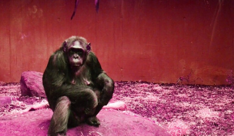 chimpansee