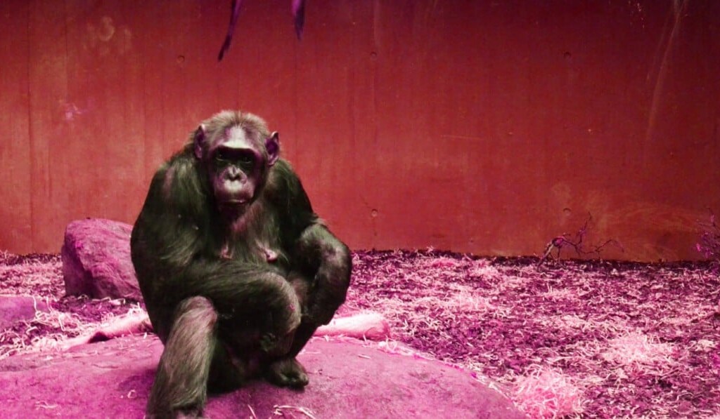 chimpansee