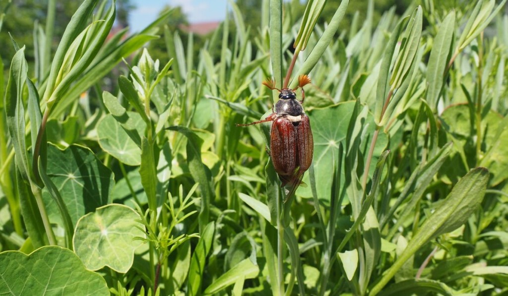 cockchafers