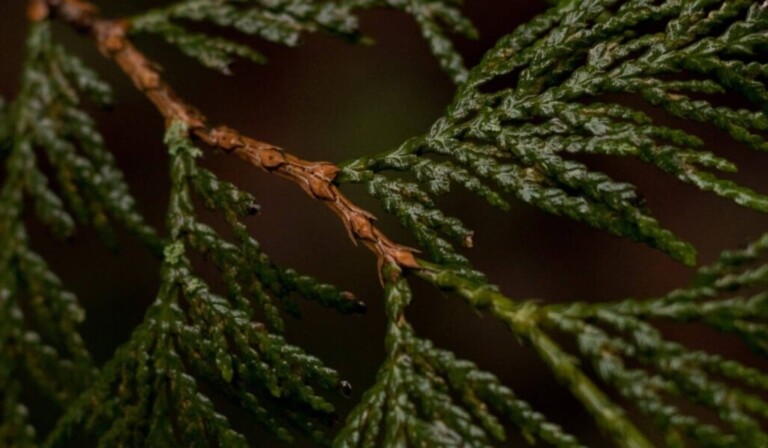 conifera