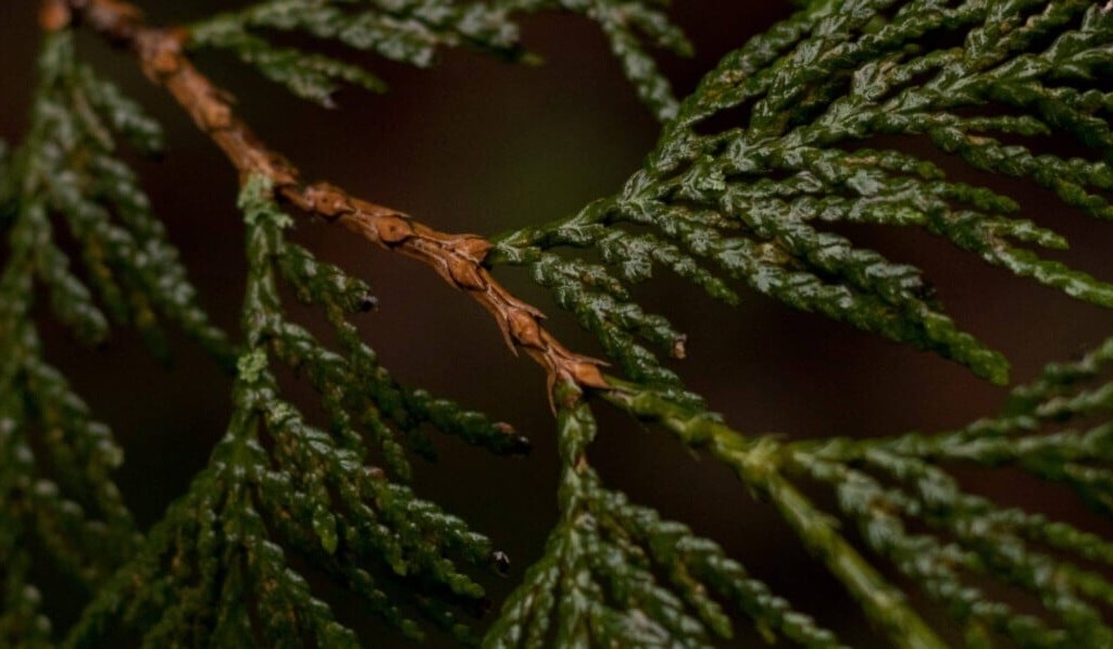 conifera