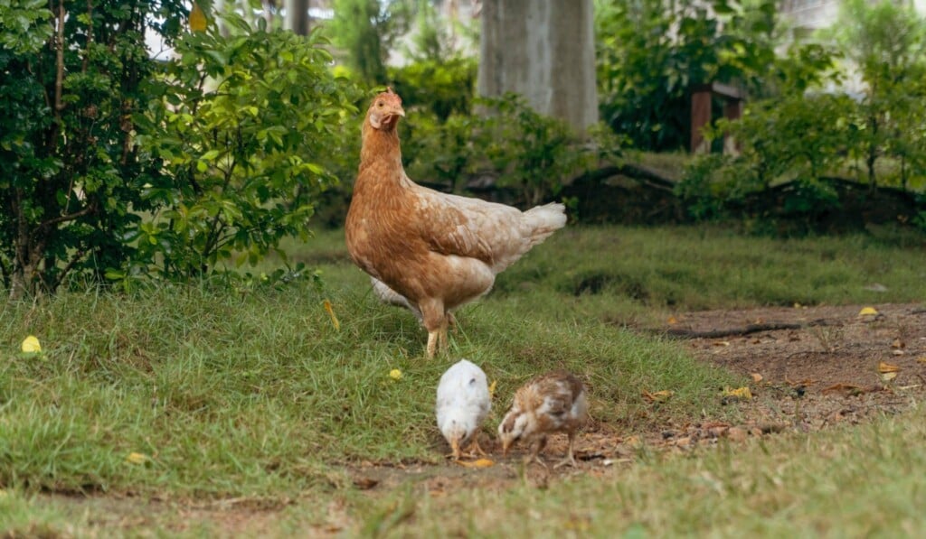 Dream chicken - dream meaning chicken